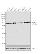 PDIR Antibody in Western Blot (WB)