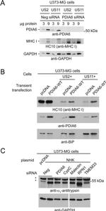 PDIA6 Antibody in Western Blot (WB)