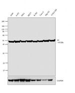 PDIA6 Antibody in Western Blot (WB)