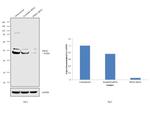 PDIA6 Antibody in Western Blot (WB)