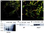 ERp57 Antibody in Western Blot (WB)