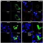 ERp57 Antibody in Immunocytochemistry (ICC/IF)