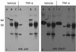ERp57 Antibody in Western Blot, Immunoprecipitation (WB, IP)