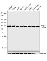 ERp57 Antibody in Western Blot (WB)