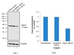 ERp57 Antibody in Western Blot (WB)
