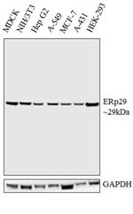 ERP29 Antibody in Western Blot (WB)