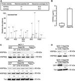HSP90 beta Antibody in Western Blot (WB)