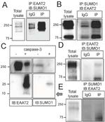 GLT-1 Antibody in Western Blot (WB)