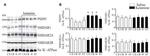NMDAR2A Antibody in Western Blot (WB)