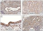 CCKAR Antibody in Immunohistochemistry (Paraffin) (IHC (P))