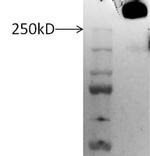 Lubricin Polyclonal Antibody