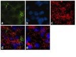 CRMP2 Antibody in Immunocytochemistry (ICC/IF)
