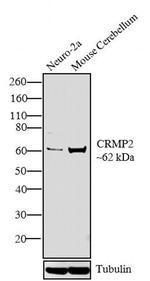 CRMP2 Antibody in Western Blot (WB)