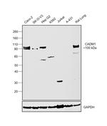 CADM1 Antibody in Western Blot (WB)