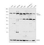 KIF11 Antibody in Western Blot (WB)