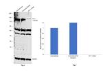 KIF11 Antibody in Western Blot (WB)