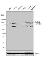 Nucleolin Antibody in Western Blot (WB)