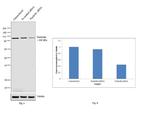 Nucleolin Antibody in Western Blot (WB)