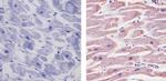 SIRT2 Antibody in Immunohistochemistry (Paraffin) (IHC (P))