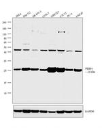PEBP1 Antibody in Western Blot (WB)