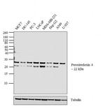 PRDX4 Antibody in Western Blot (WB)