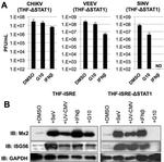 IFIT1 Antibody in Western Blot (WB)