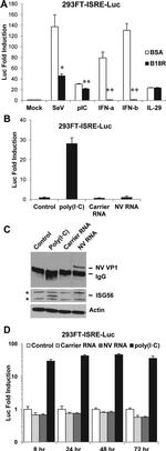 IFIT1 Antibody in Western Blot (WB)