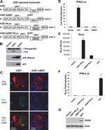 IFIT1 Antibody in Western Blot (WB)