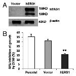 KCNH2 Antibody in Western Blot (WB)