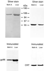 Calreticulin Antibody in Western Blot (WB)