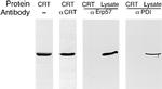 Calreticulin Antibody in Western Blot (WB)