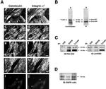 Calreticulin Antibody in Western Blot, Immunohistochemistry, Immunoprecipitation (WB, IHC, IP)
