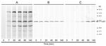 Calreticulin Antibody in Western Blot (WB)