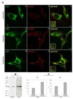Calreticulin Antibody in Western Blot, Immunocytochemistry (WB, ICC/IF)