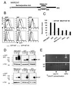 Calreticulin Antibody in Western Blot (WB)