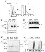 Calreticulin Antibody in Western Blot (WB)