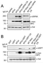 Calreticulin Antibody in Western Blot (WB)