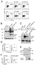Calreticulin Antibody in Western Blot (WB)