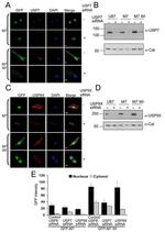 Calreticulin Antibody in Western Blot (WB)
