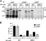 Calreticulin Antibody in Immunoprecipitation (IP)