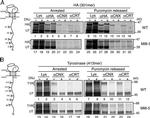 Calreticulin Antibody in Western Blot, Immunoprecipitation (WB, IP)