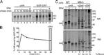 Calreticulin Antibody in Immunoprecipitation (IP)