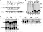Calreticulin Antibody in Immunoprecipitation (IP)