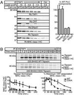 Calreticulin Antibody in Western Blot (WB)