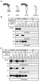 Calreticulin Antibody in Western Blot (WB)