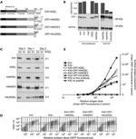 Calreticulin Antibody in Western Blot (WB)