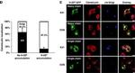 Calreticulin Antibody in Immunocytochemistry (ICC/IF)