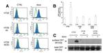 Calreticulin Antibody in Western Blot (WB)
