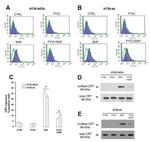 Calreticulin Antibody in Western Blot (WB)