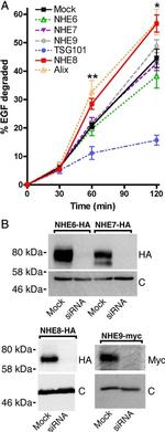 Calreticulin Antibody in Western Blot (WB)